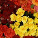 Half Red / Half Color 75 Long Roses